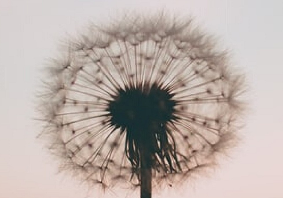 Foto: Unsplash