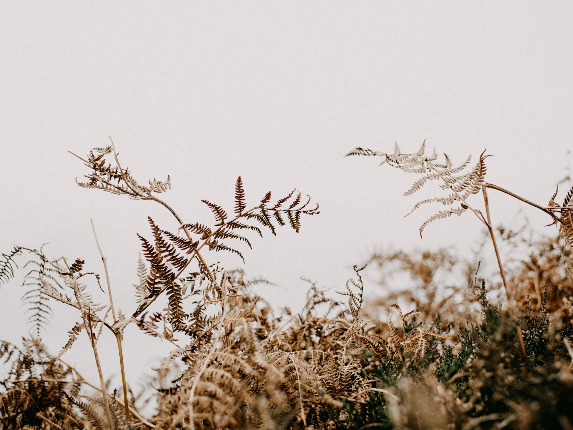 Foto: Annie Spratt (Unsplash)